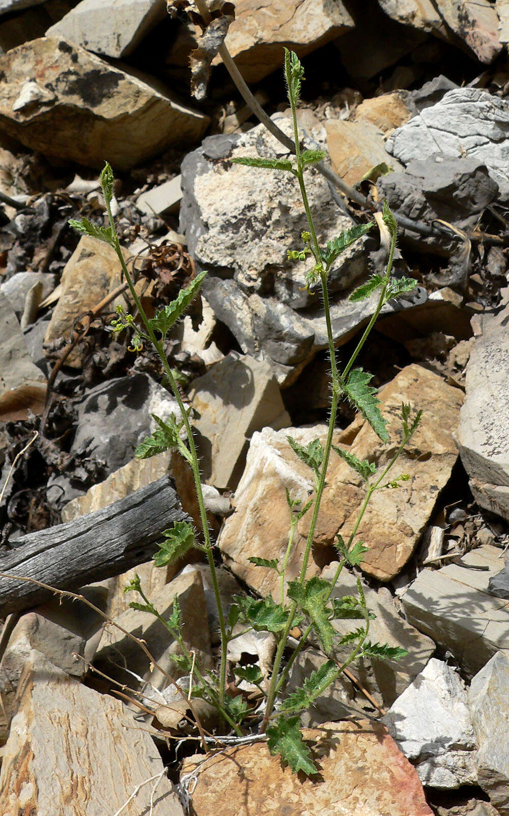 Image of branched noseburn