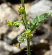 Image of branched noseburn