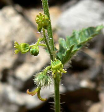 Image of branched noseburn