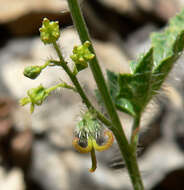 Image of branched noseburn