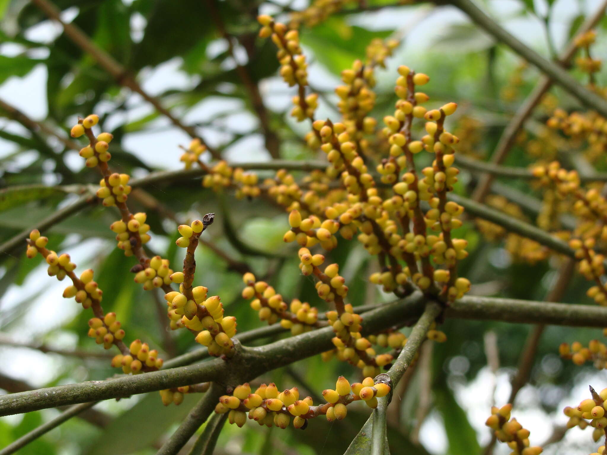 Слика од Phoradendron aurantiacum Trel.