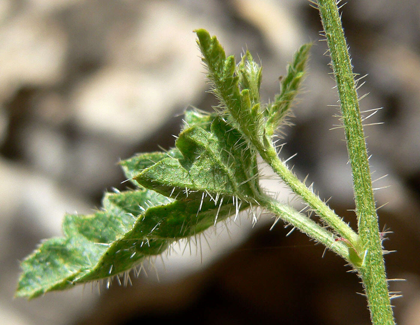 Image of branched noseburn