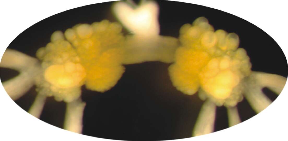 Image de Aplysia californica J. G. Cooper 1863