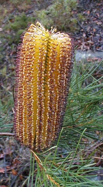 صورة Banksia