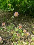 Imagem de Trifolium grandiflorum Schreb.