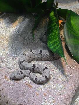 Crotalus lepidus (Kennicott 1861) resmi