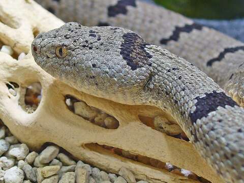 Crotalus lepidus (Kennicott 1861) resmi