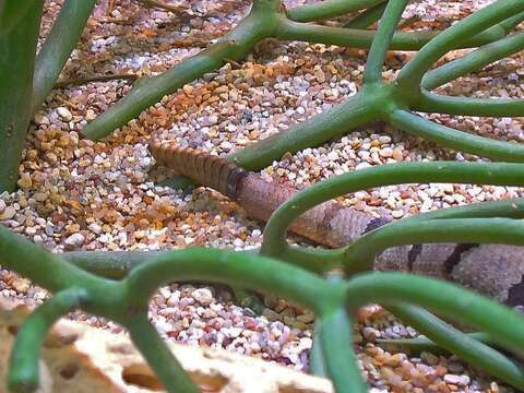 Crotalus lepidus (Kennicott 1861) resmi