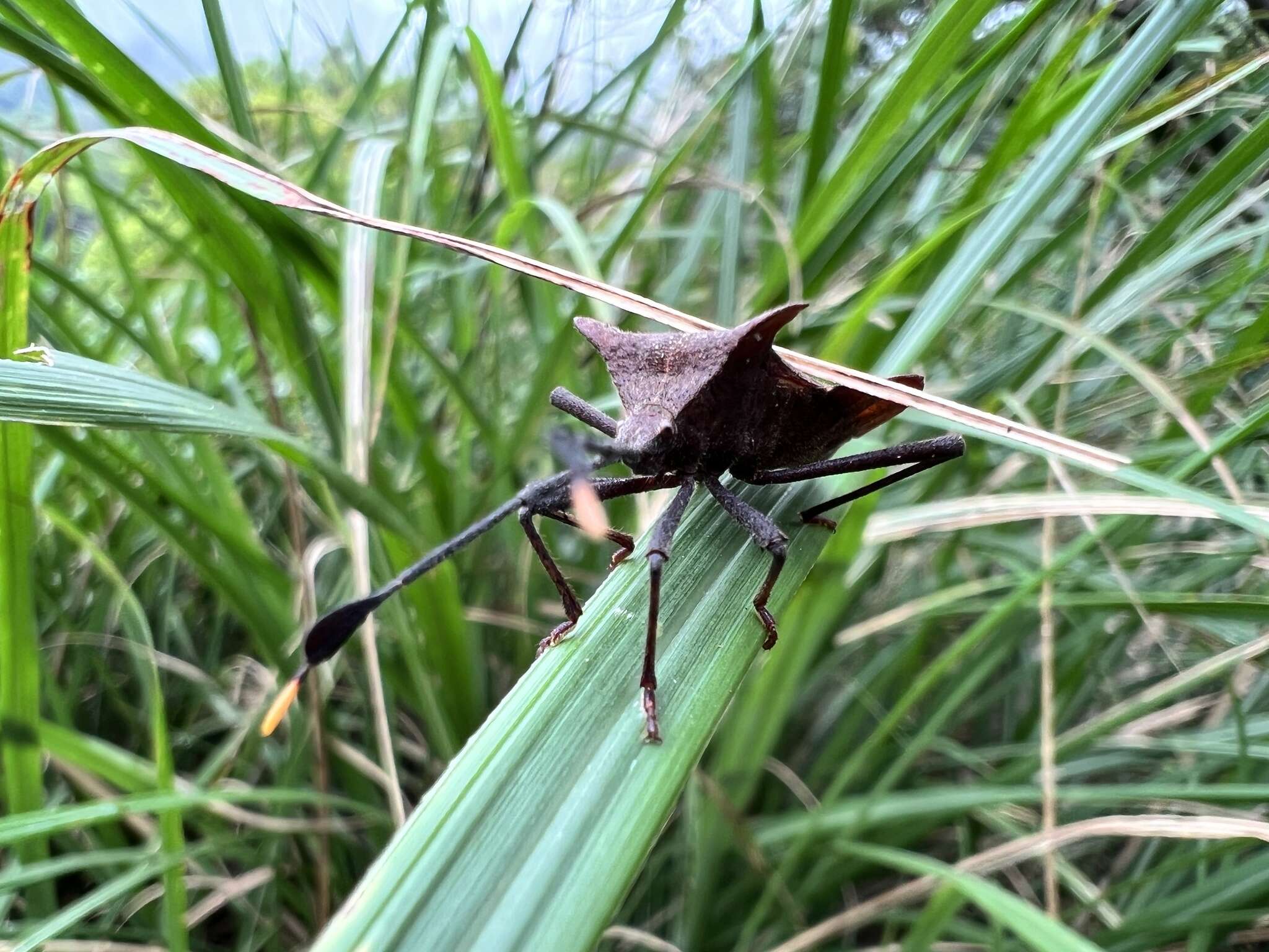 Image of Dalader formosanus Esaki 1931