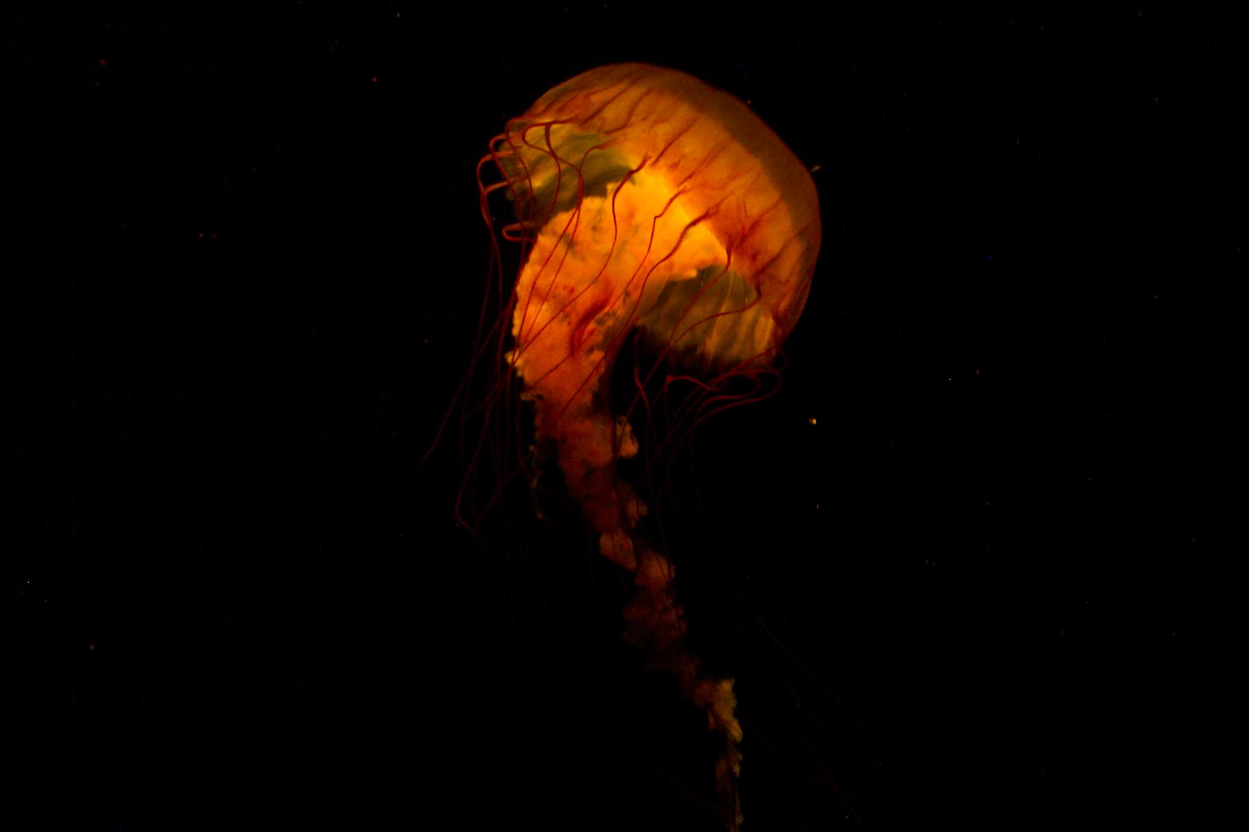 Image of Sea nettle