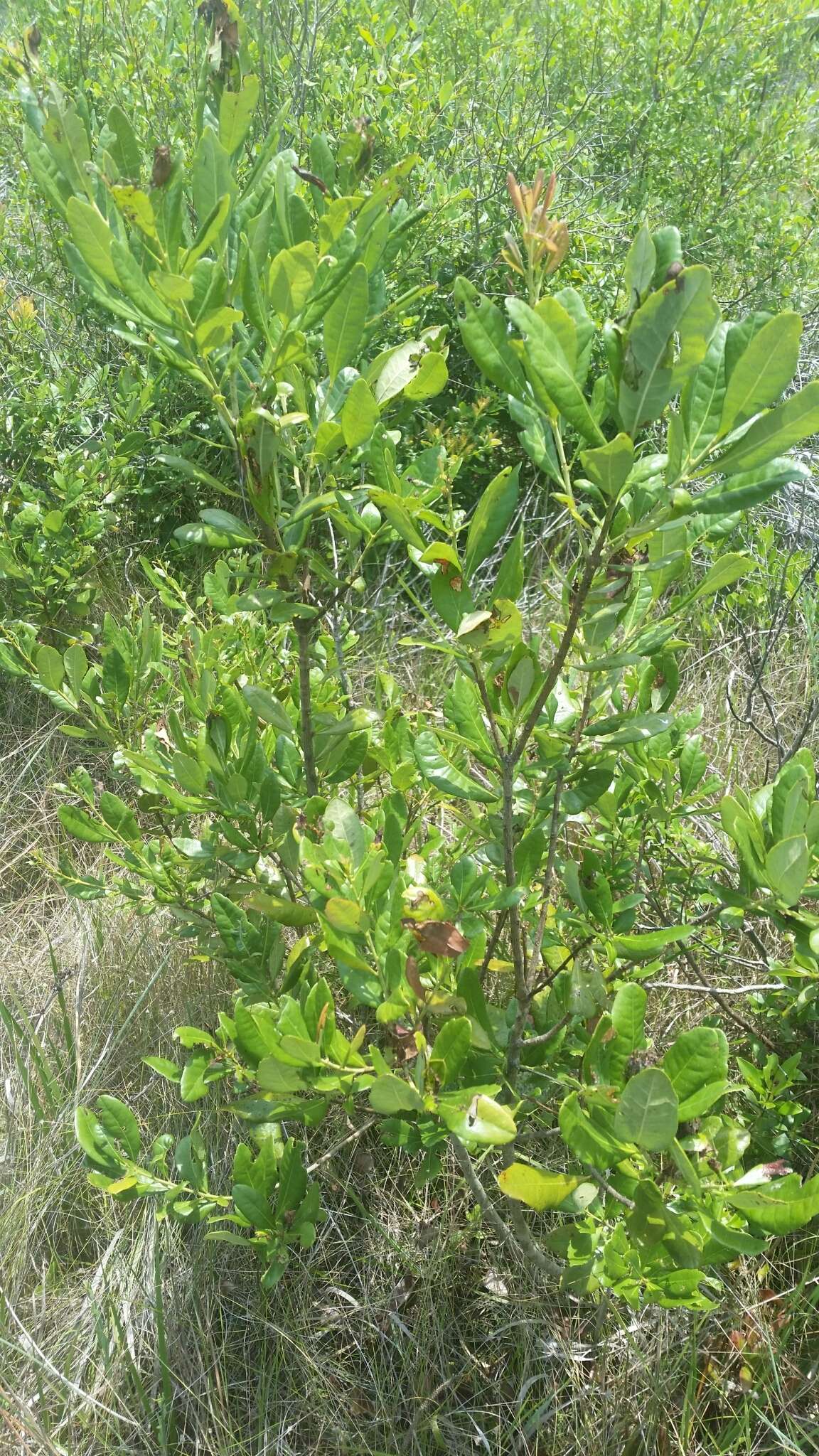 Image of Evergreen Bayberry