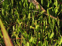 Image of Centella glabrata L.