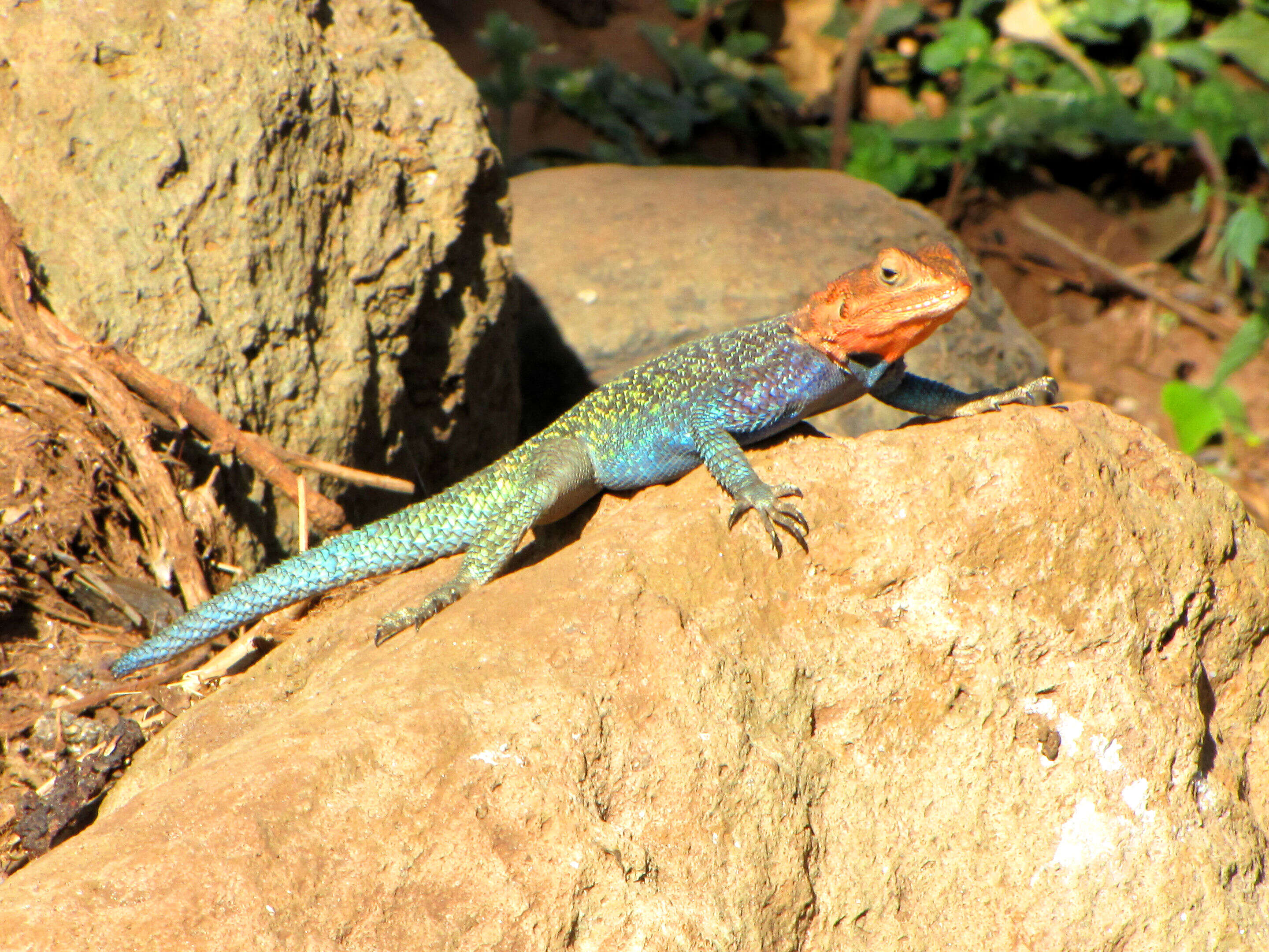 Image of Kenya Rock Agama