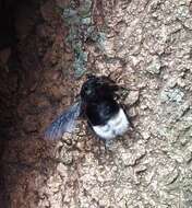 Image of Bombus melaleucus Handlirsch 1888