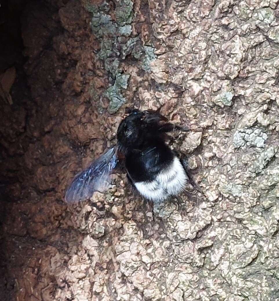 Image de Bombus melaleucus Handlirsch 1888