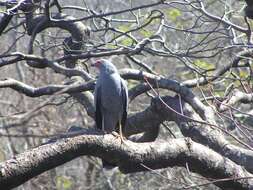 Image of Madagascan Harrier-Hawk