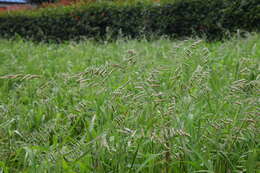 Image of hairy cupgrass