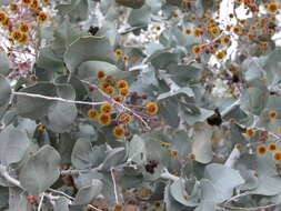 Image of Acacia inaequilatera Domin