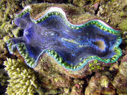 Image of Southern Giant Clam