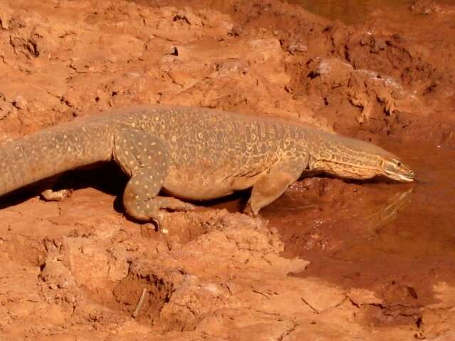 Image of Sand Monitor