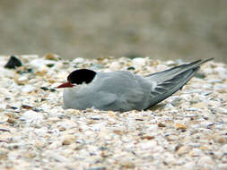 Image of Arctic Tern