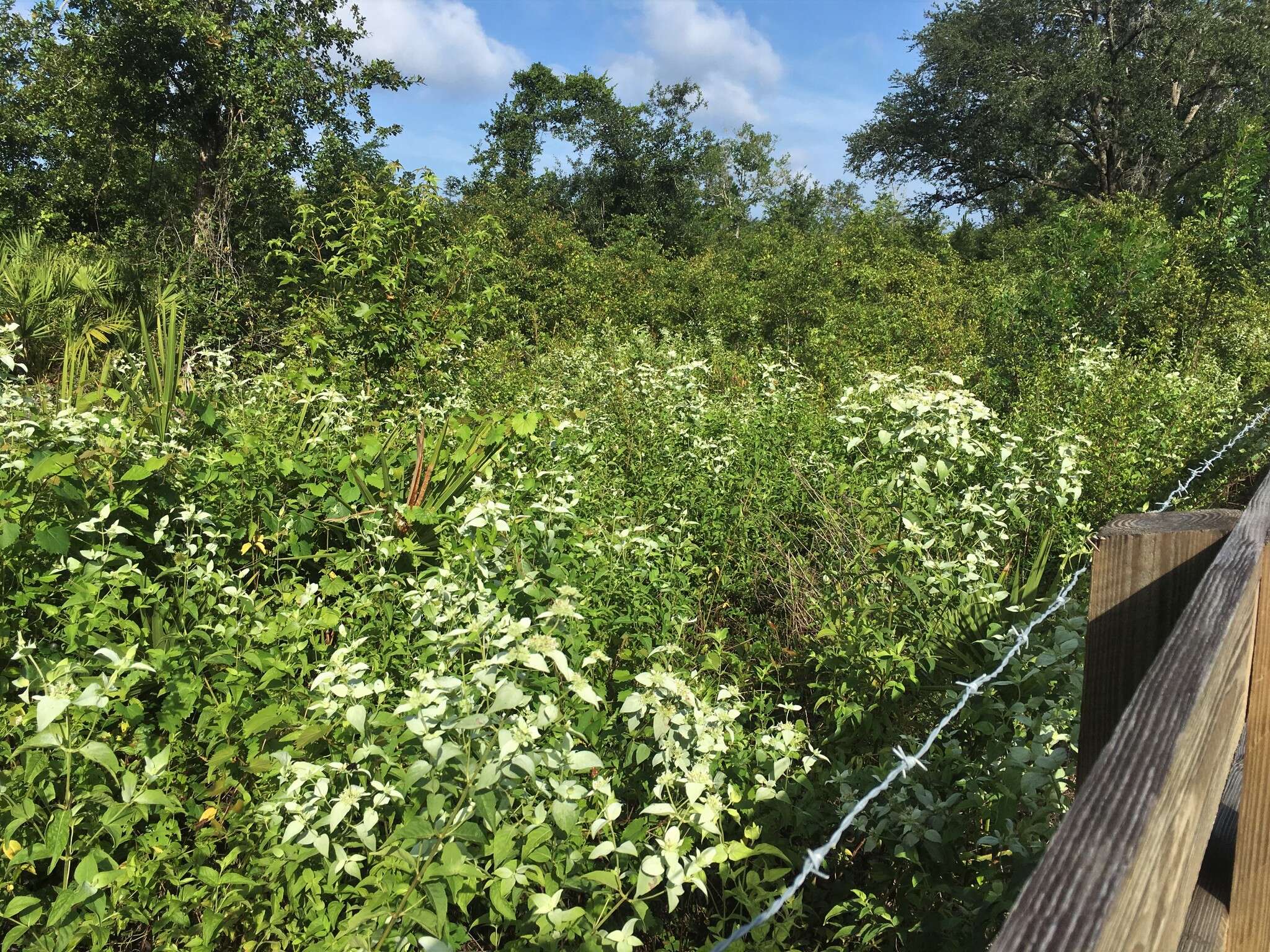 Image of Florida Mountain-Mint