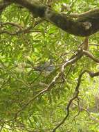 Image of Chatham Island pigeon