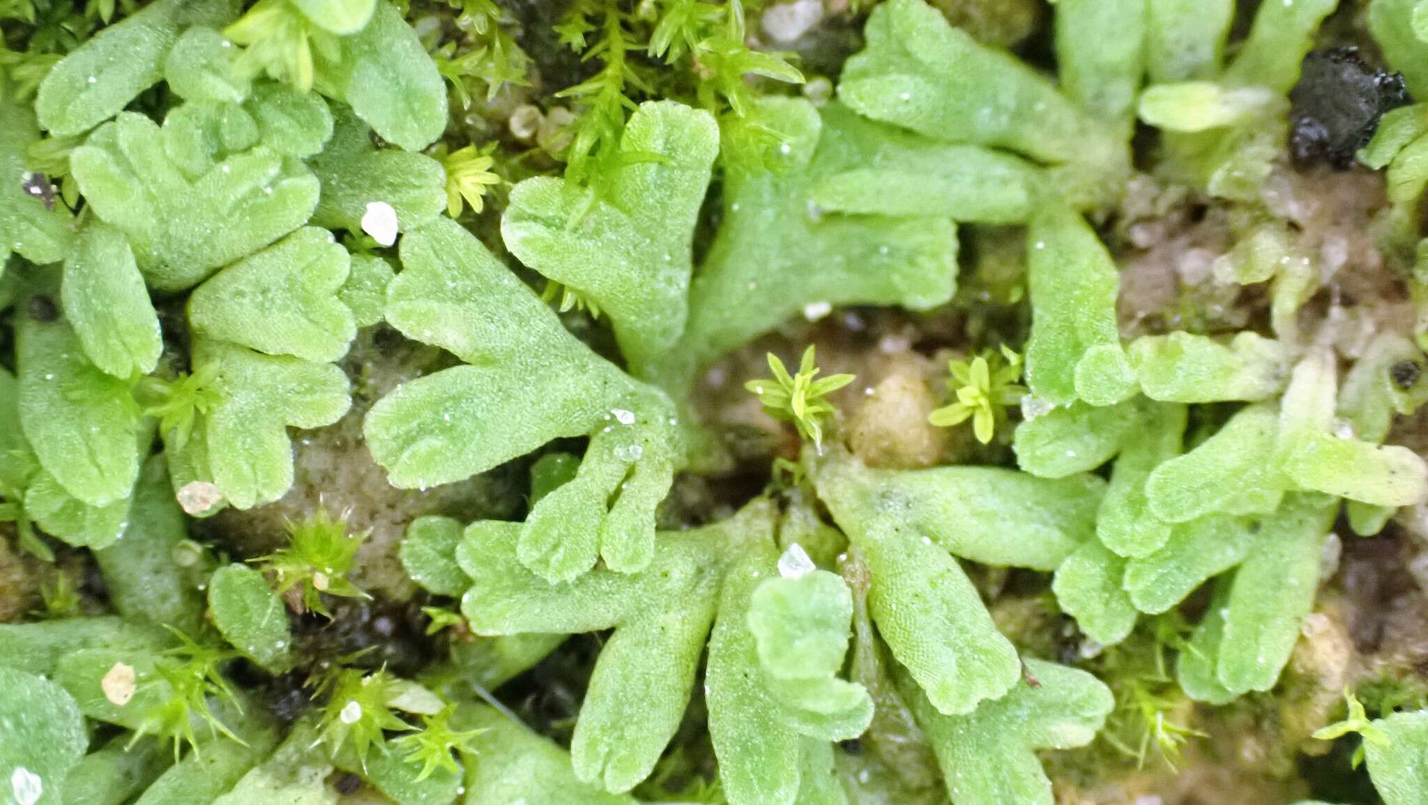 Image of Riccia subbifurca Warnst. ex Croz.