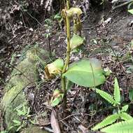 Image of Swertia shintenensis Hayata