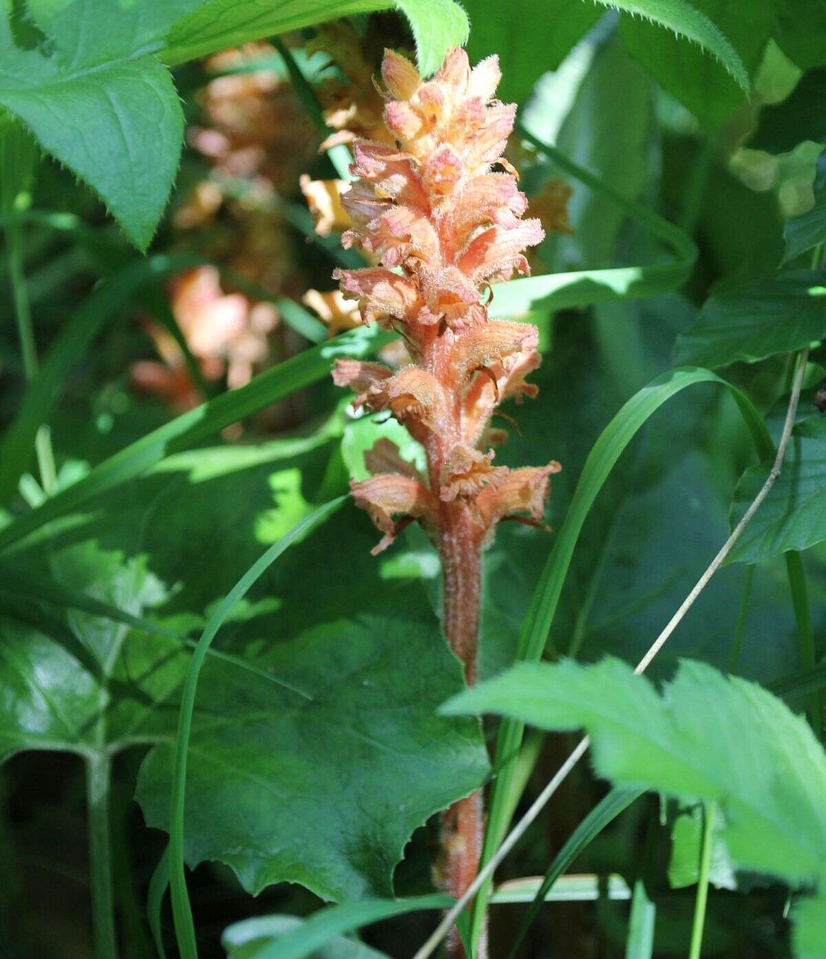 Image of Orobanche flava Mart.