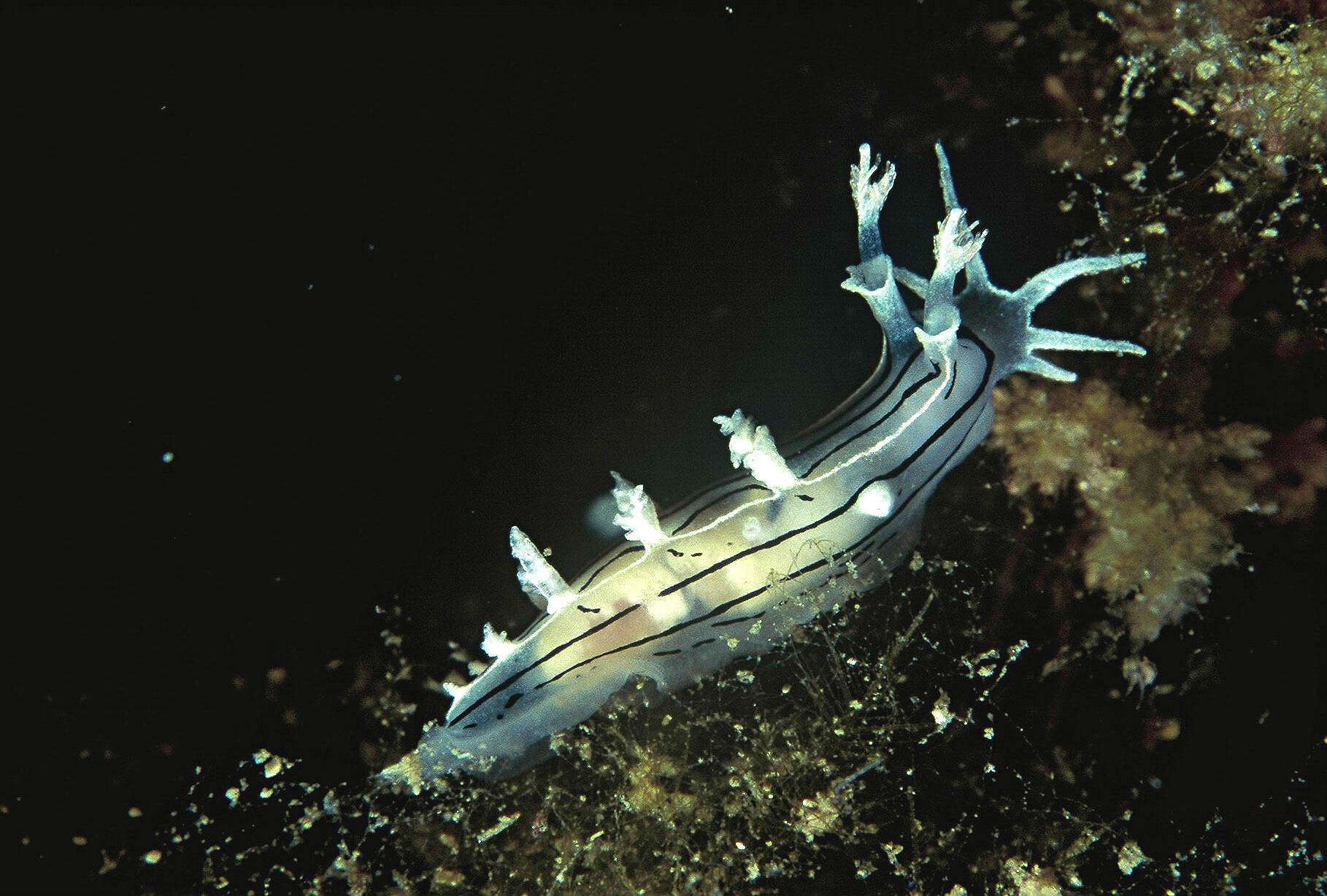 Image of Duvaucelia striata