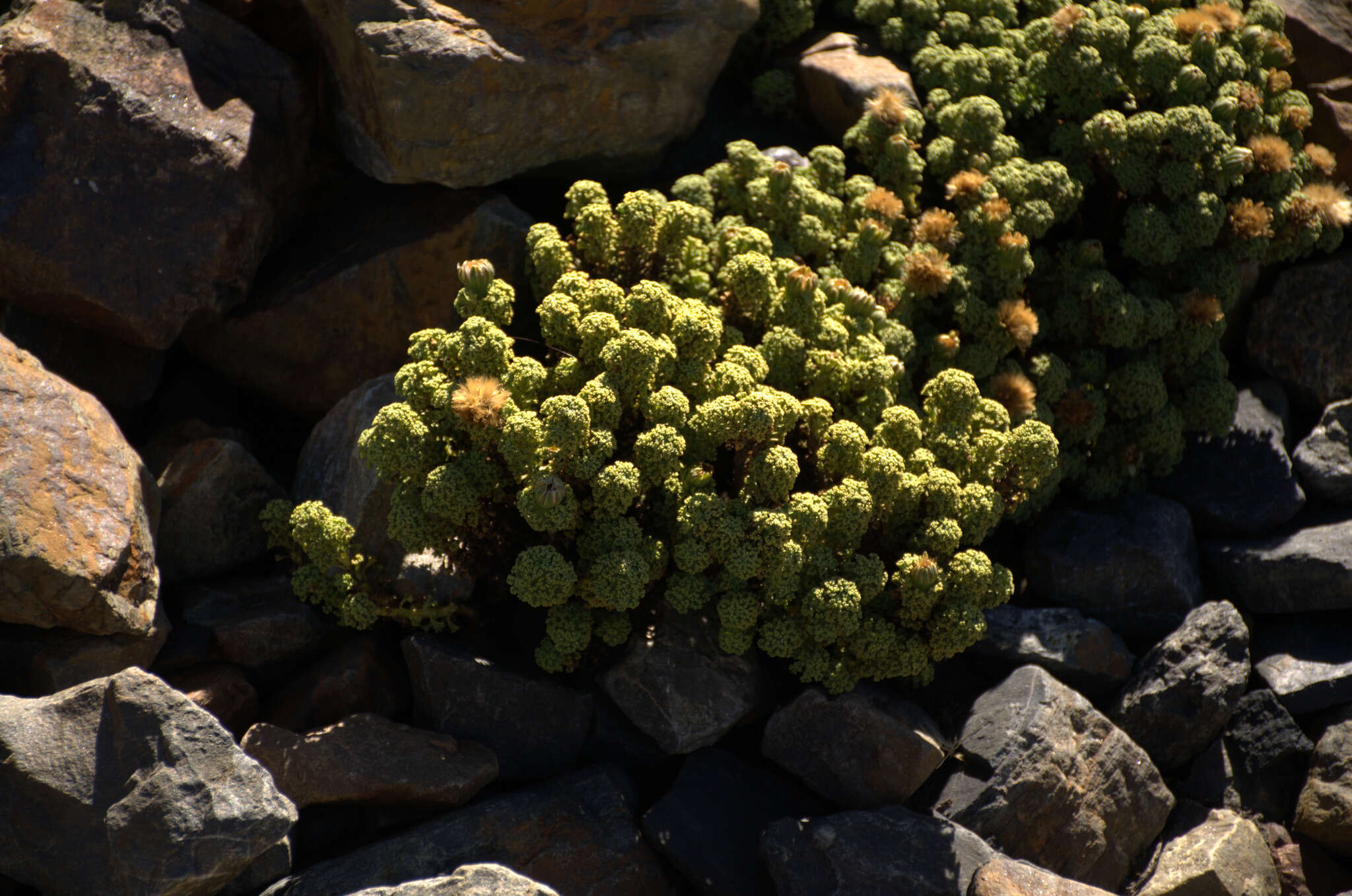 Image of Xenophyllum dactylophyllum (Sch. Bip.) V. A. Funk