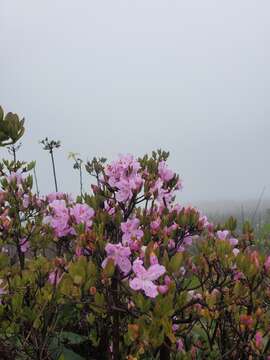 صورة Rhododendron farrerae Tate ex Sweet