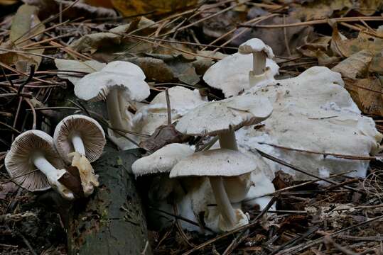 Volvariella surrecta (Knapp) Singer 1951 resmi