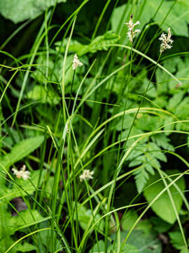 Слика од Carex brizoides L.