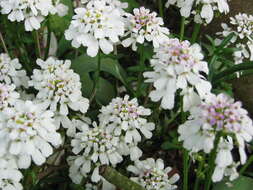 Imagem de Iberis sempervirens L.