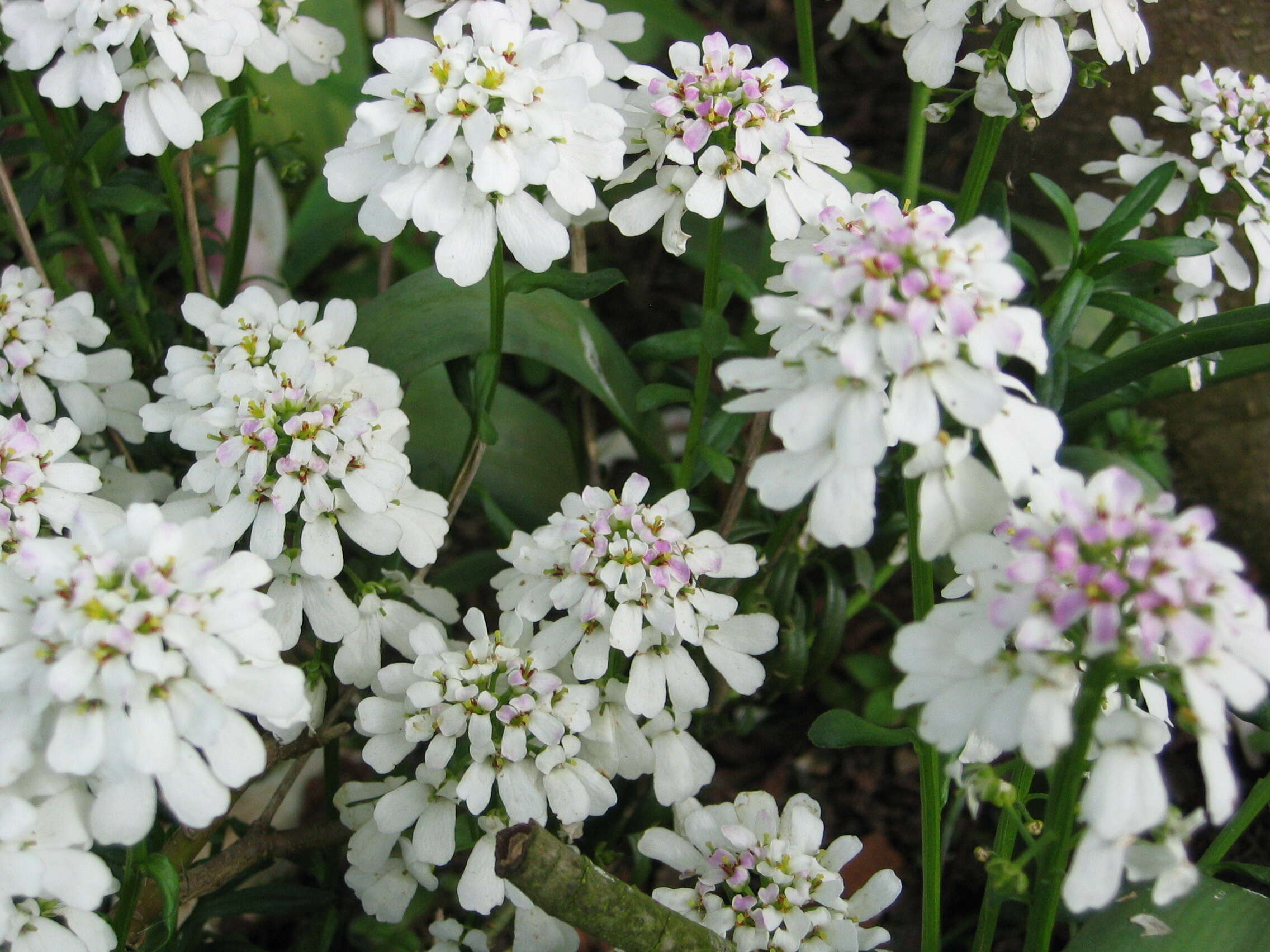 Plancia ëd Iberis sempervirens L.