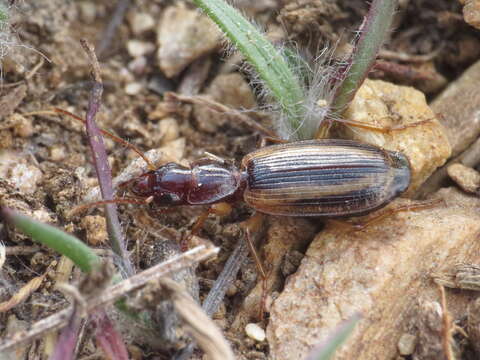 Image of Cymindis (Cymindis) lineola L. Dufour 1820