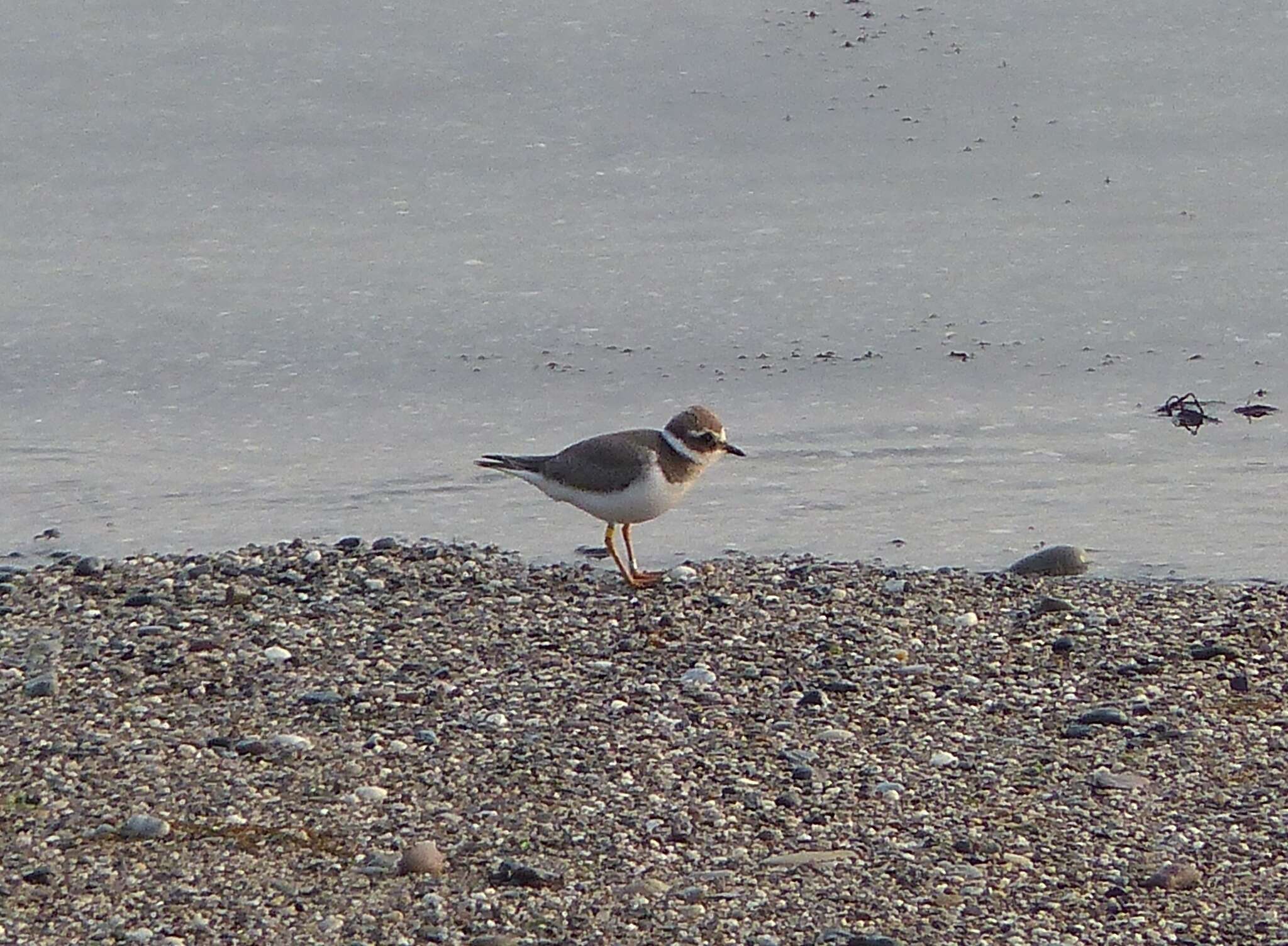 Image of ringed plover, common ringed plover