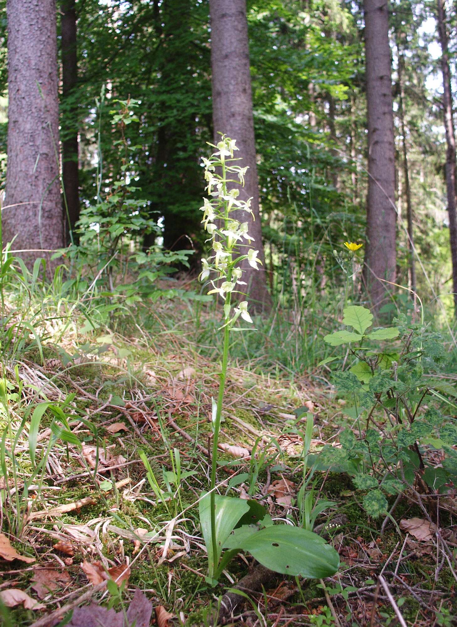 Слика од Platanthera chlorantha (Custer) Rchb.