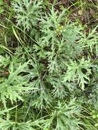 Imagem de Aconitum barbatum var. puberulum Ledeb.