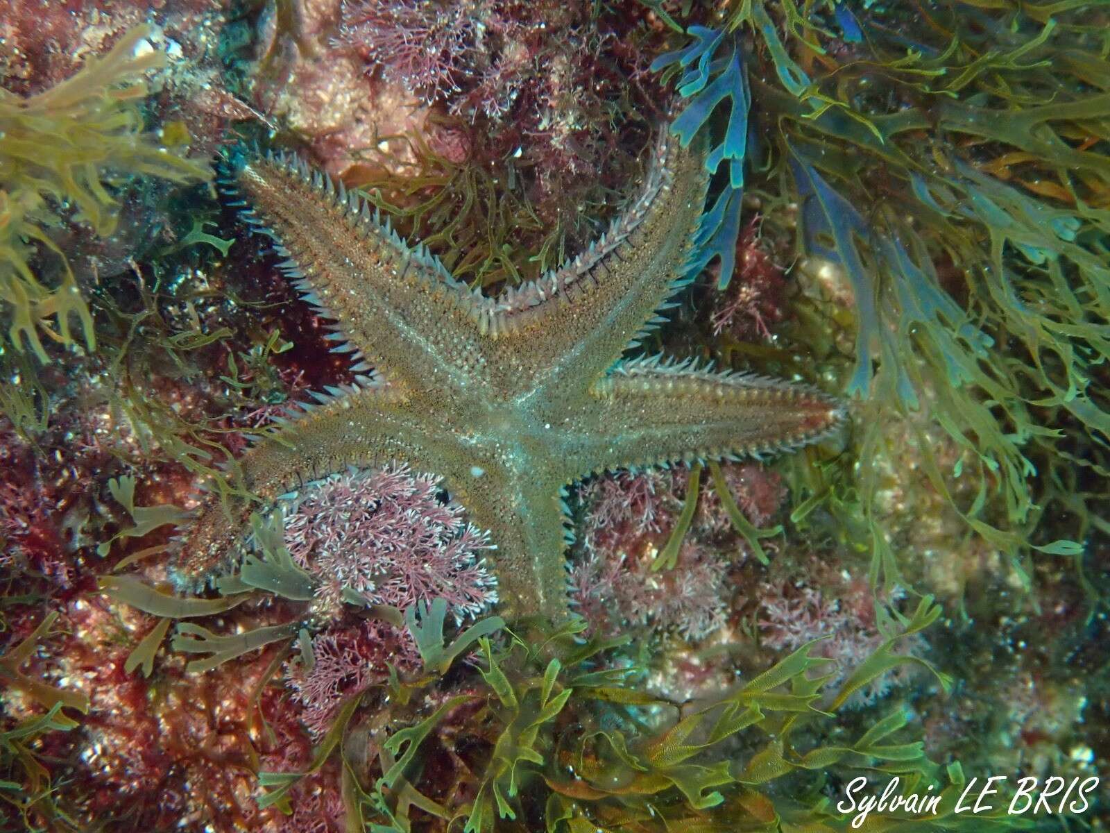 Image of Astropecten spinulosus (Philippi 1837)