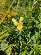 صورة Viola lutea subsp. sudetica (Willd.) W. Becker