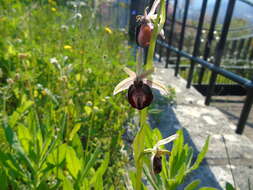 Image of Horseshoe bee-orchid