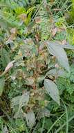 Image of Asian copperleaf