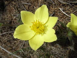 Image of alpine anemone