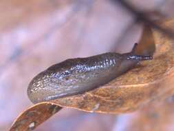 Image of caruana's slug