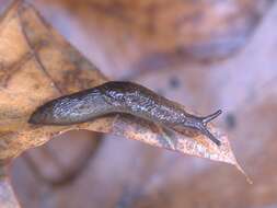 Image of caruana's slug