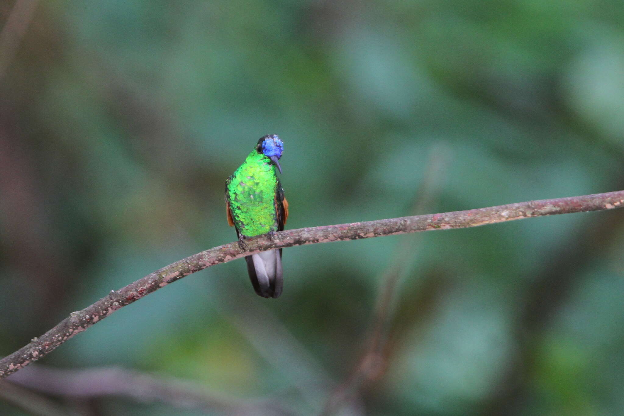 Image of Oaxaca Hummingbird