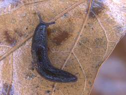 Image of caruana's slug